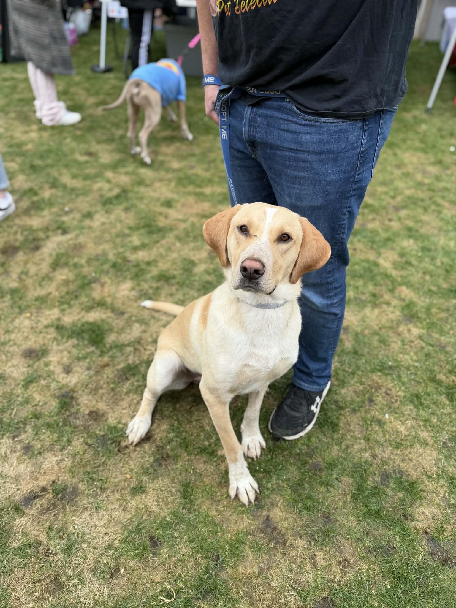 Enlarge Hank, an adopted Yellow Labrador Retriever in Geneseo , IL image 1/5