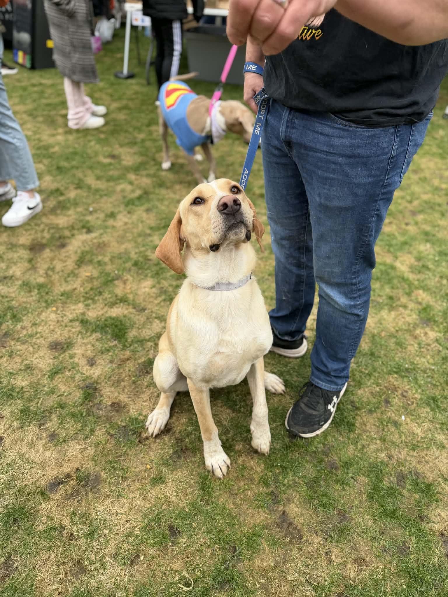 Enlarge Hank, an adopted Yellow Labrador Retriever in Geneseo , IL image 5/5