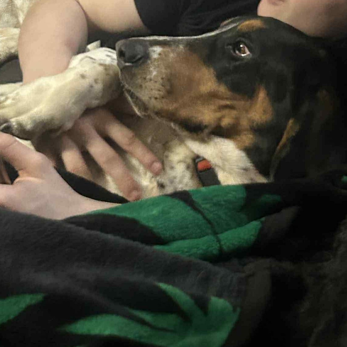 Crawdad, an adopted mixed breed in Oklahoma City, OK image 3/5