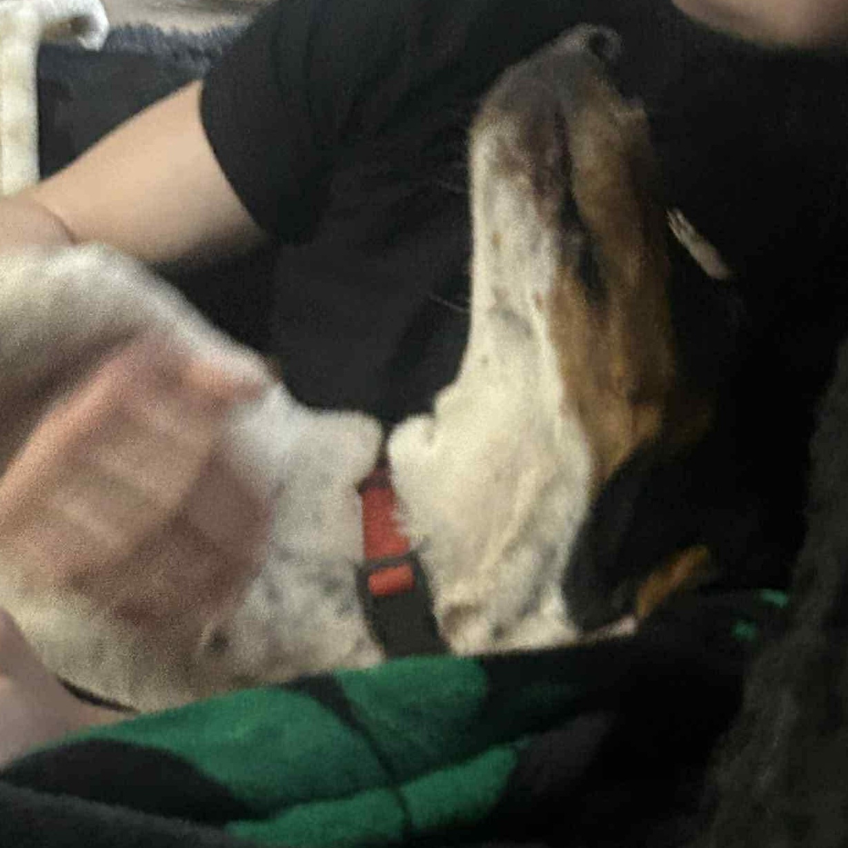 Crawdad, an adopted mixed breed in Oklahoma City, OK image 4/5