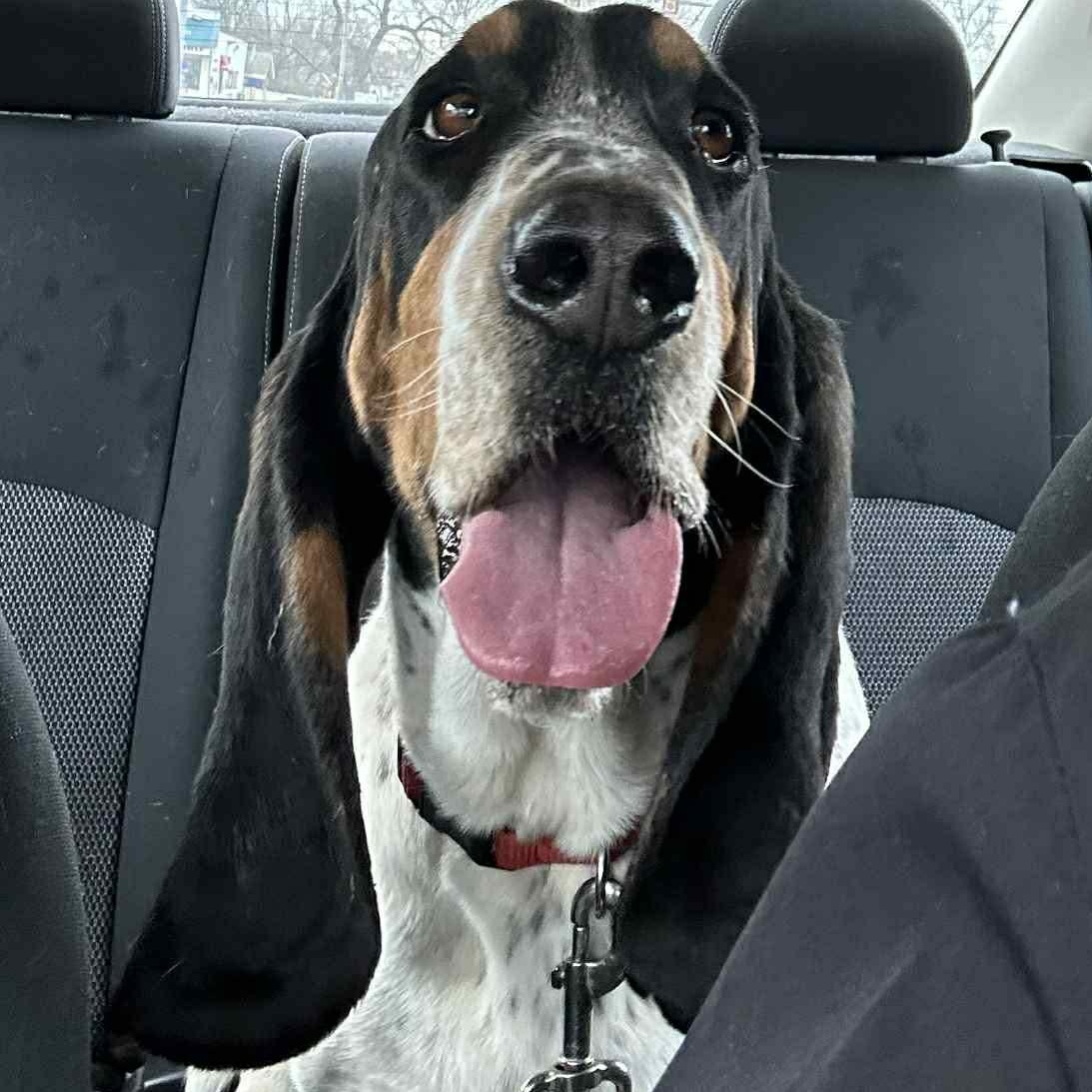 Crawdad, adopted, Adult Male Basset Hound.