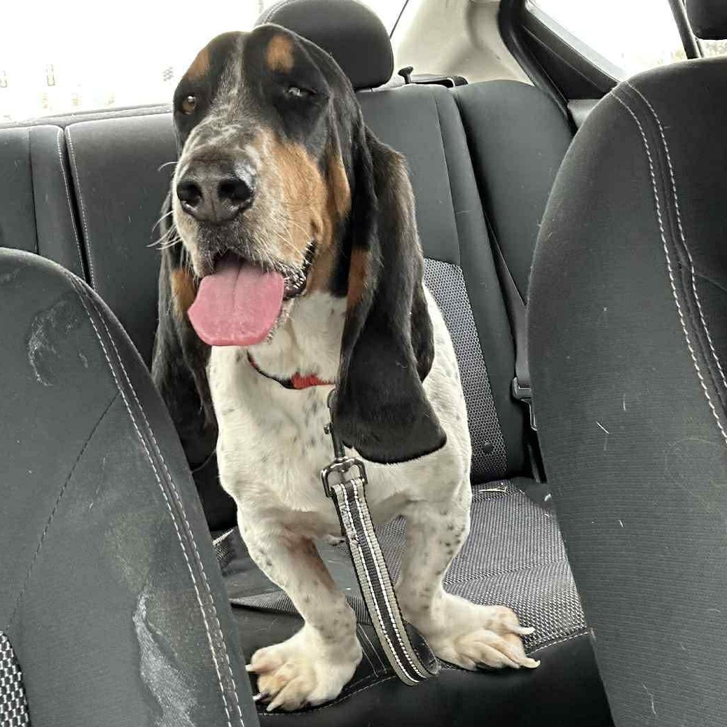 Crawdad, an adopted mixed breed in Oklahoma City, OK image 2/5