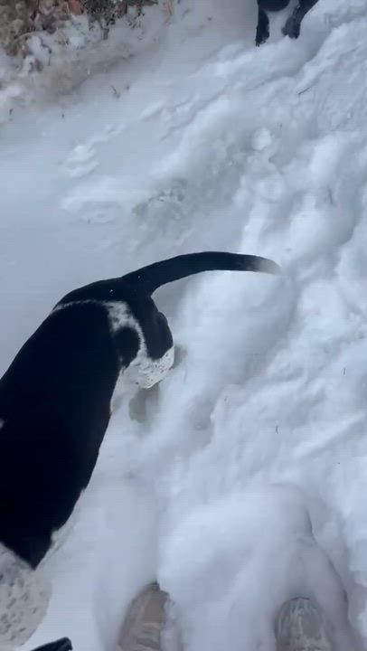 Enlarge Crawdad, an adopted mixed breed in Oklahoma City, OK video 5/5