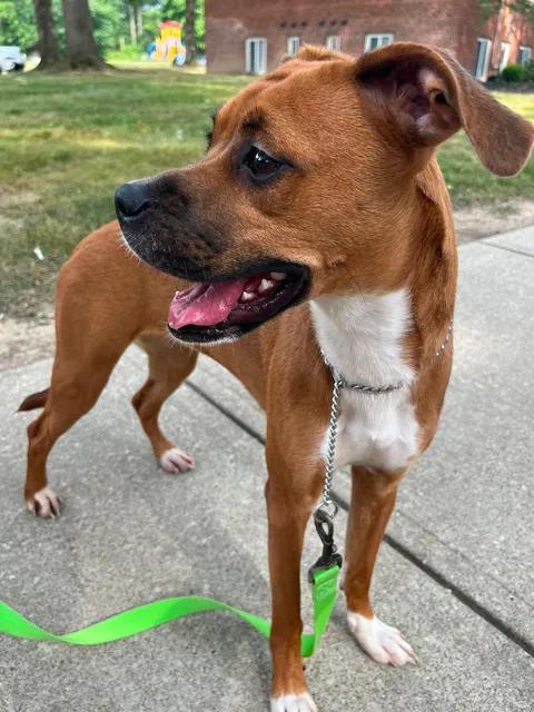 Enlarge Kiva, an adoptable mixed breed in Parma, OH image 3/4