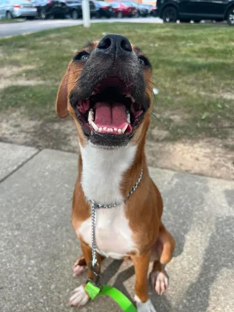 Enlarge Kiva, an adoptable mixed breed in Parma, OH image 2/4