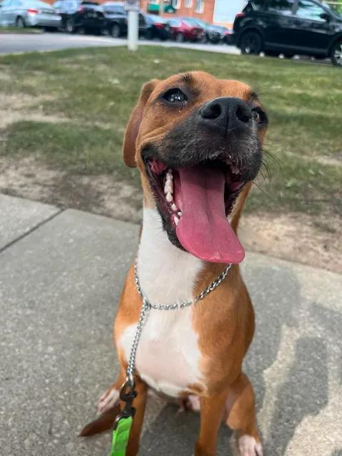 Enlarge Kiva, an adoptable mixed breed in Parma, OH image 4/4