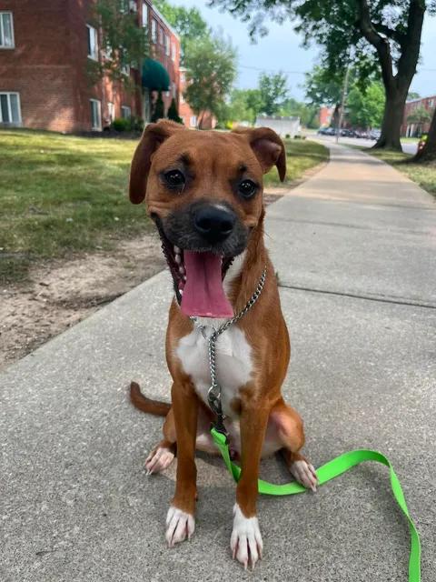 Enlarge Kiva, an adoptable mixed breed in Parma, OH image 1/4