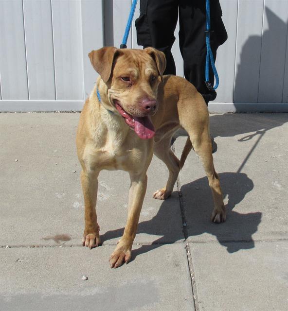 ZIZZER ZAZZER ZUZZ, Adoptable, Young Male Pit Bull Terrier & Mixed Breed.