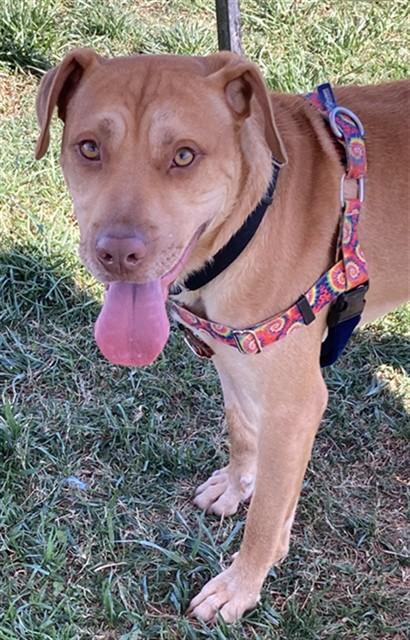 ZIZZER ZAZZER ZUZZ, Adoptable, Young Male Pit Bull Terrier & Mixed Breed.