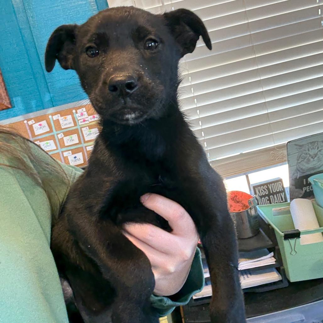 Stella Artois 040902A, Adoptable, Puppy Female Husky & German Shepherd Dog.