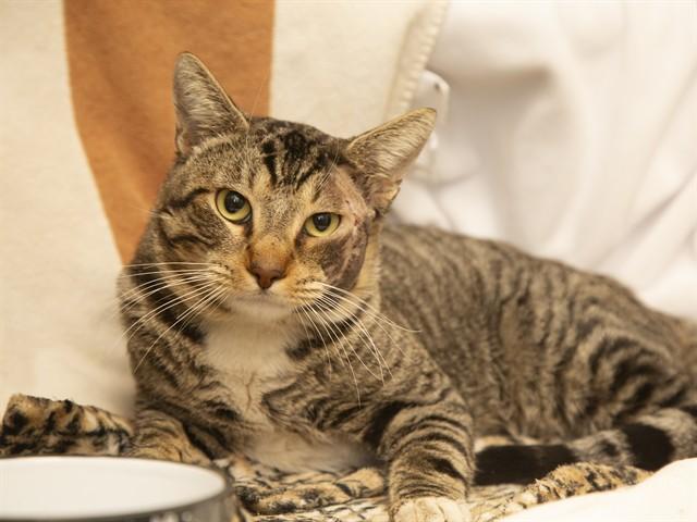 NIGEL, Adoptable, Adult Male Domestic Short Hair.