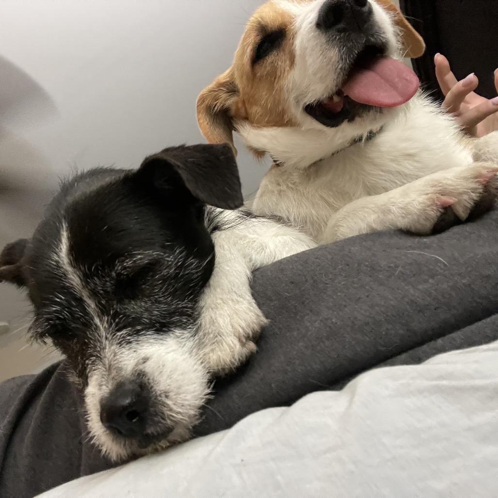 Churro, Adoptable, Adult Female Jack Russell Terrier.