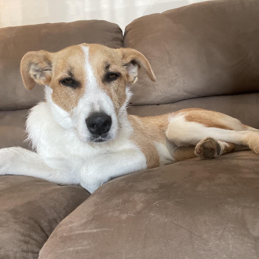 Enlarge Churro, a Adoptable Jack Russell Terrier in Aberdeen, NC image 2/6