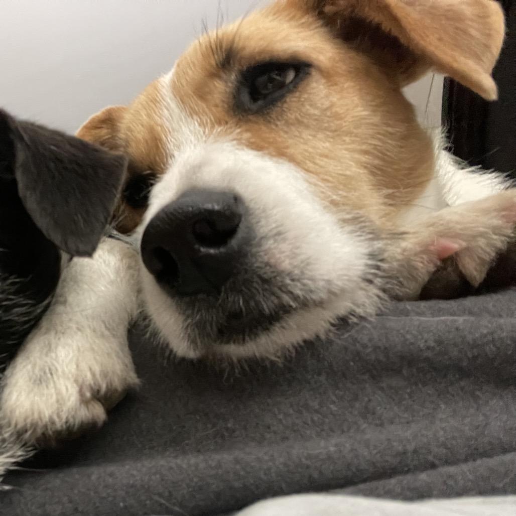 Enlarge Churro, a Adoptable Jack Russell Terrier in Aberdeen, NC image 3/6