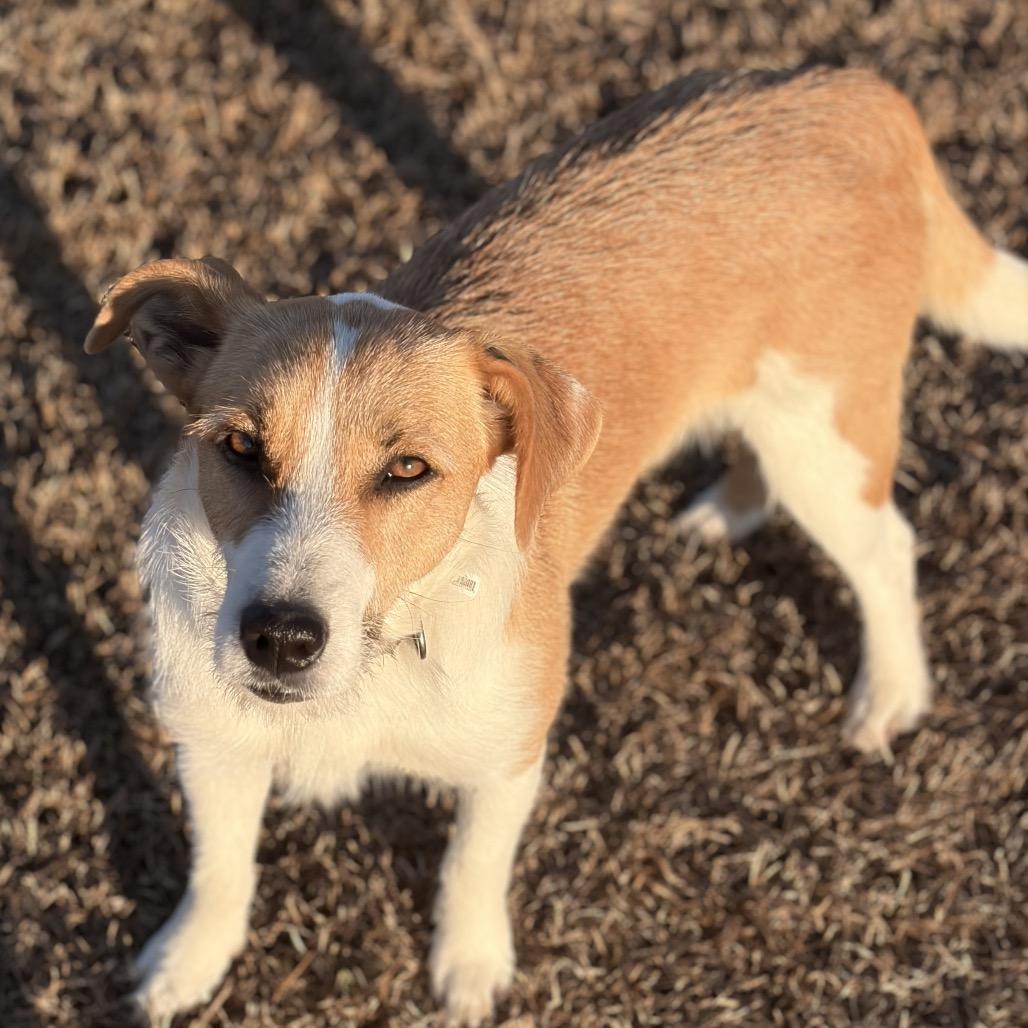 Enlarge Churro, a Adoptable Jack Russell Terrier in Aberdeen, NC image 4/6