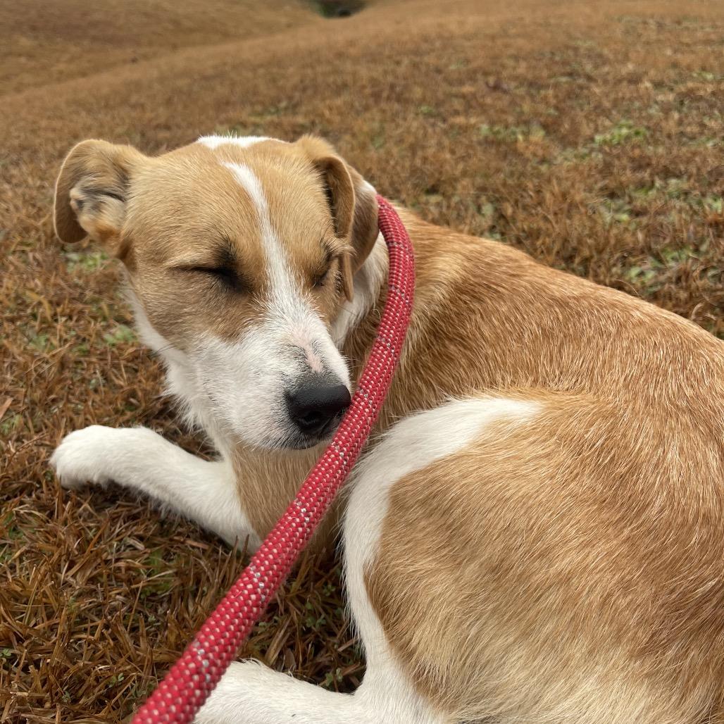 Enlarge Churro, a Adoptable Jack Russell Terrier in Aberdeen, NC image 5/6