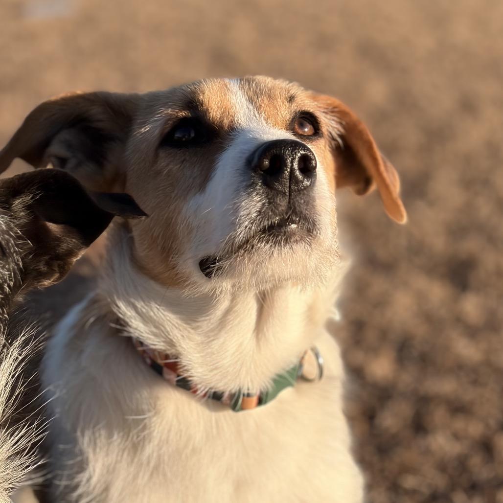 Enlarge Churro, a Adoptable Jack Russell Terrier in Aberdeen, NC image 6/6