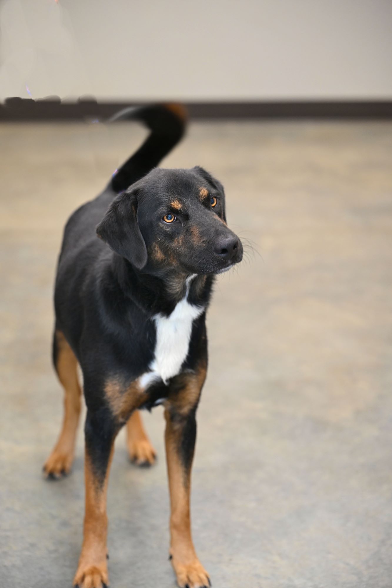 Bart, an adopted Labrador Retriever & Shepherd Mix in Hot Springs, AR_image-1