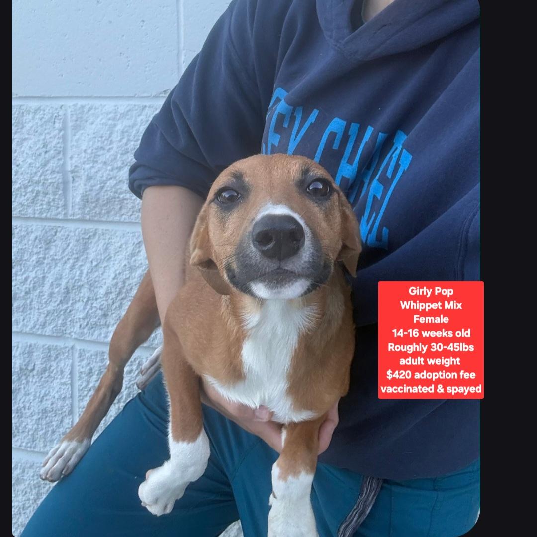 Girly Pop, ADOPTABLE, Puppy Female Whippet.