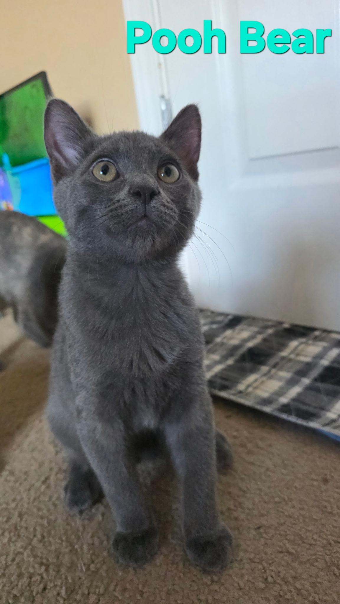 Pooh, ADOPTABLE, Young Male Domestic Short Hair.