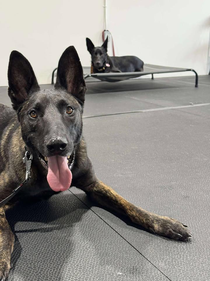 Enlarge Ares, a Adoptable mixed breed in Montreal, QC image 6/6