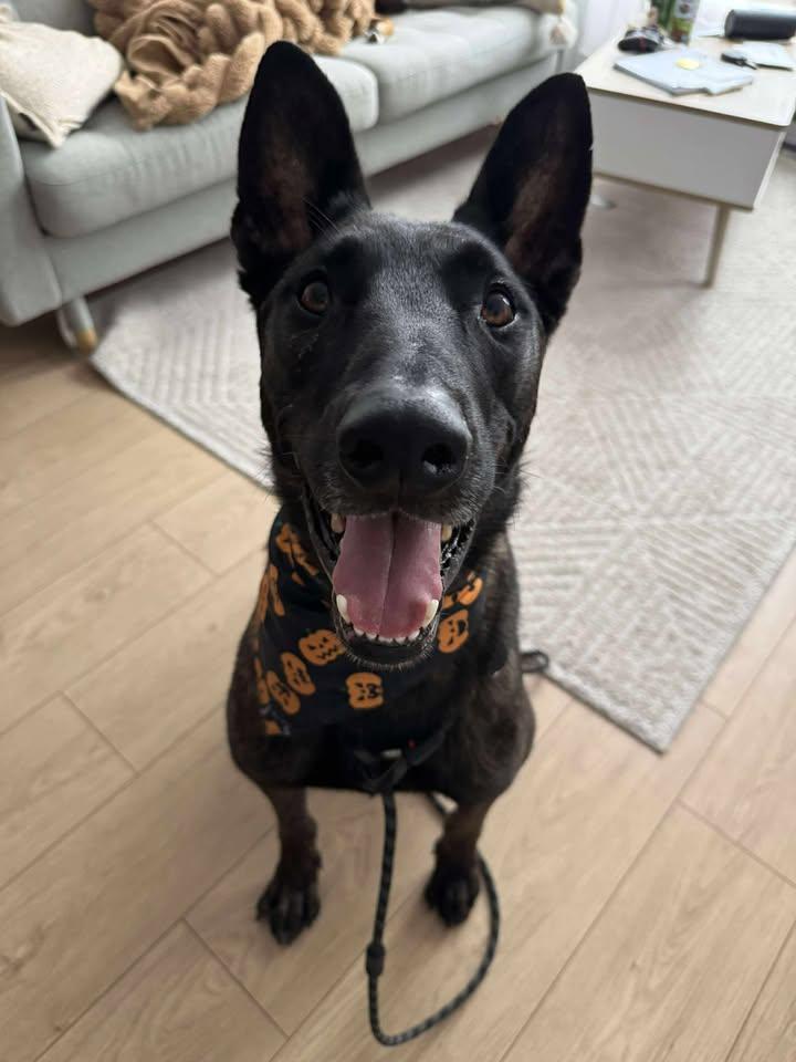 Enlarge Ares, a Adoptable mixed breed in Montreal, QC image 4/6