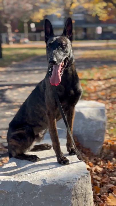 Enlarge Ares, a Adoptable mixed breed in Montreal, QC video 5/6