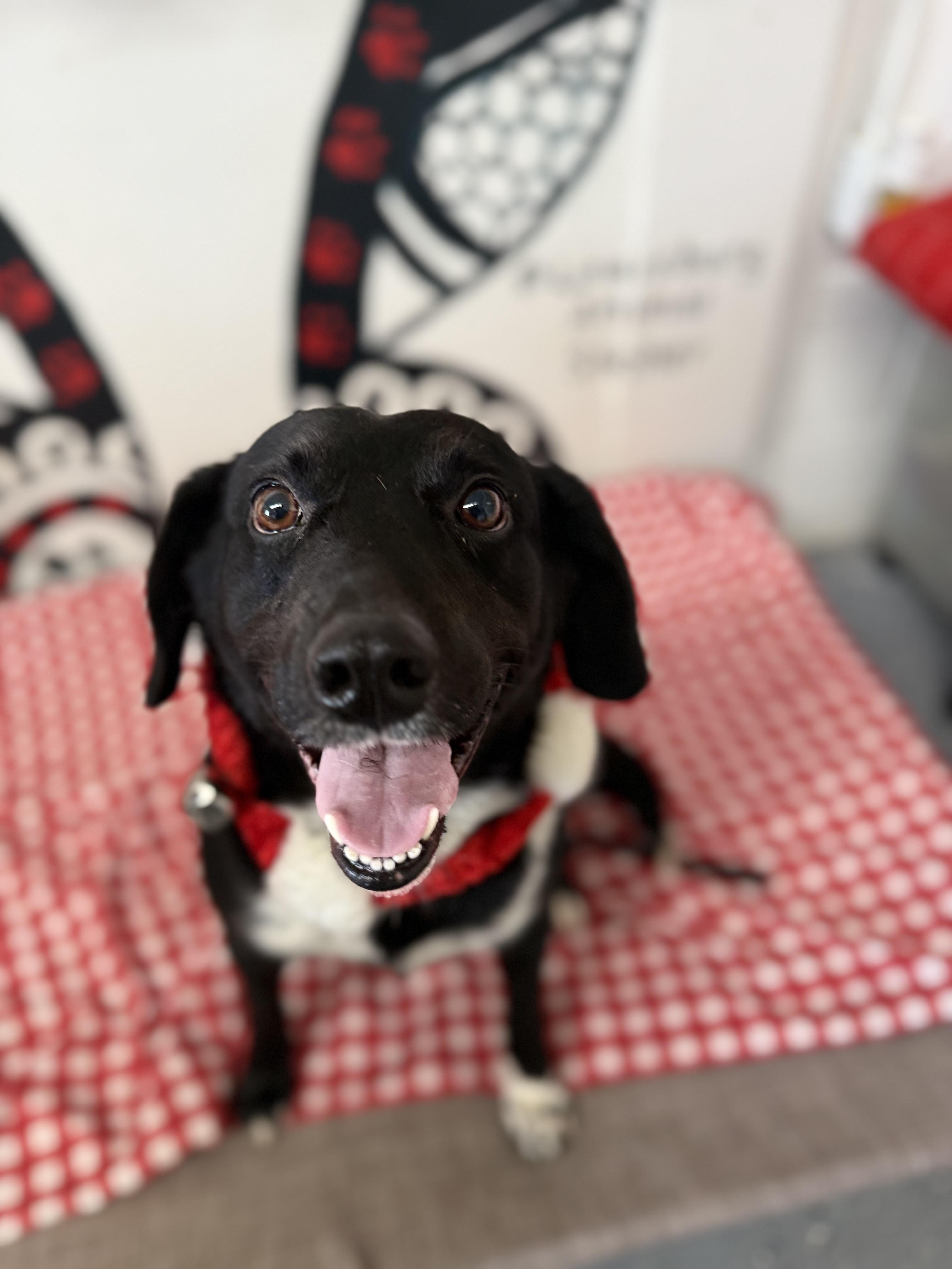 Buddy, Adoptable, Young Male Collie & Labrador Retriever.