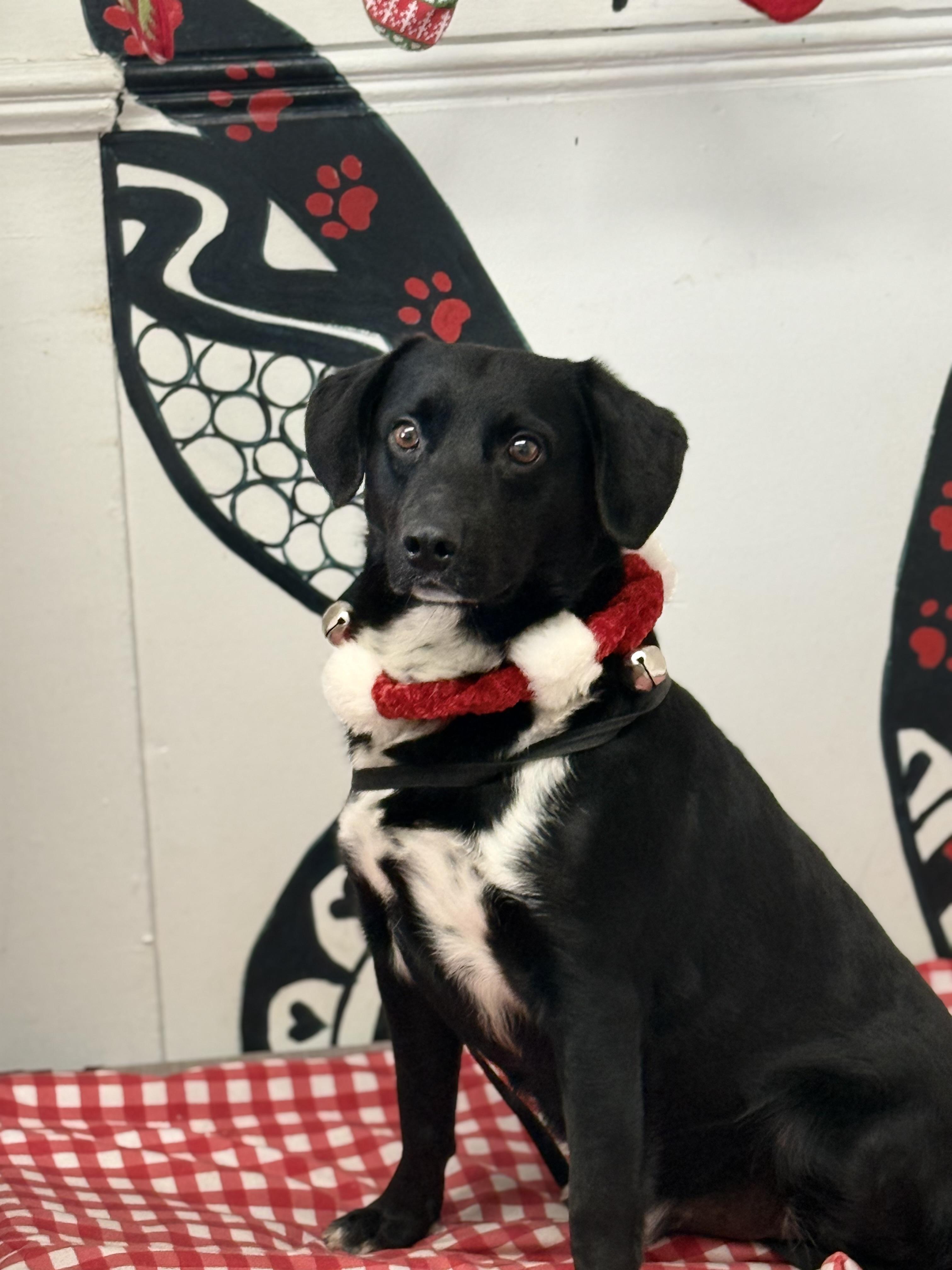 Enlarge Buddy, a Adoptable mixed breed in Lewisburg, TN image 2/3