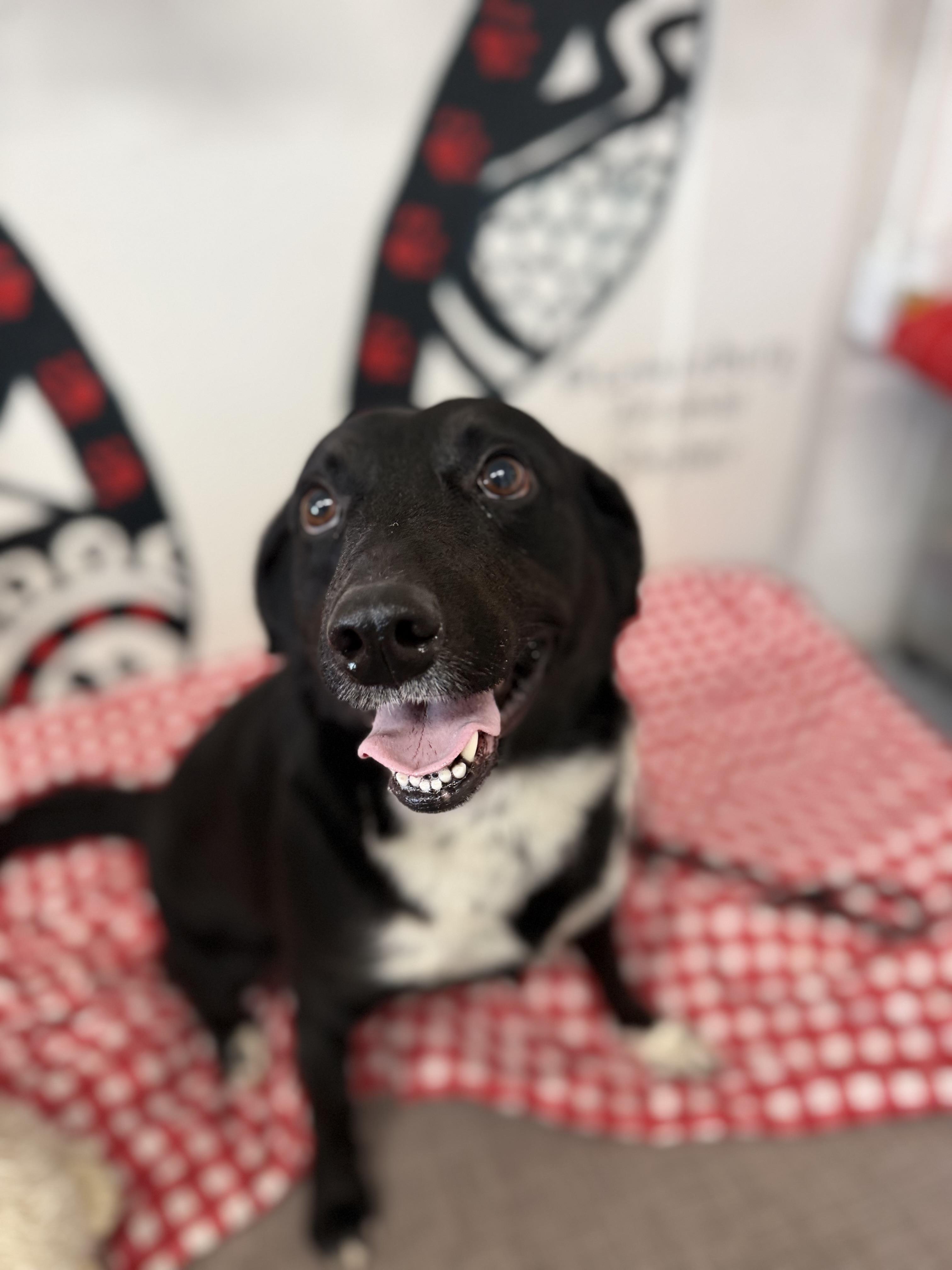 Enlarge Buddy, a Adoptable mixed breed in Lewisburg, TN image 3/3