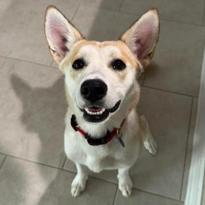 Enlarge Leia, a Adoptable mixed breed in Tampa, FL image 1/6
