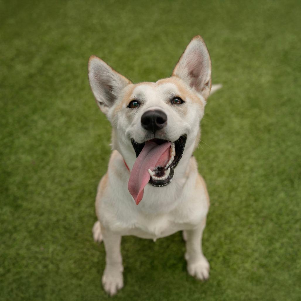 Enlarge Leia, a Adoptable mixed breed in Tampa, FL image 2/6