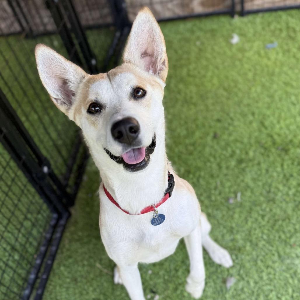 Enlarge Leia, a Adoptable mixed breed in Tampa, FL image 3/6