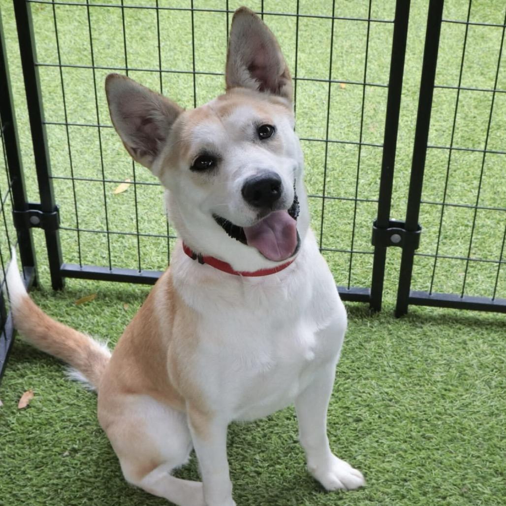 Enlarge Leia, a Adoptable mixed breed in Tampa, FL image 4/6