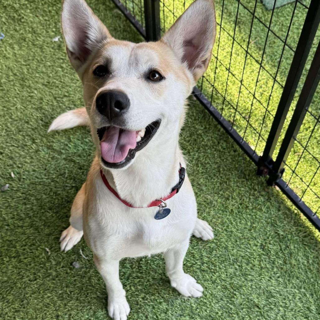 Enlarge Leia, a Adoptable mixed breed in Tampa, FL image 5/6