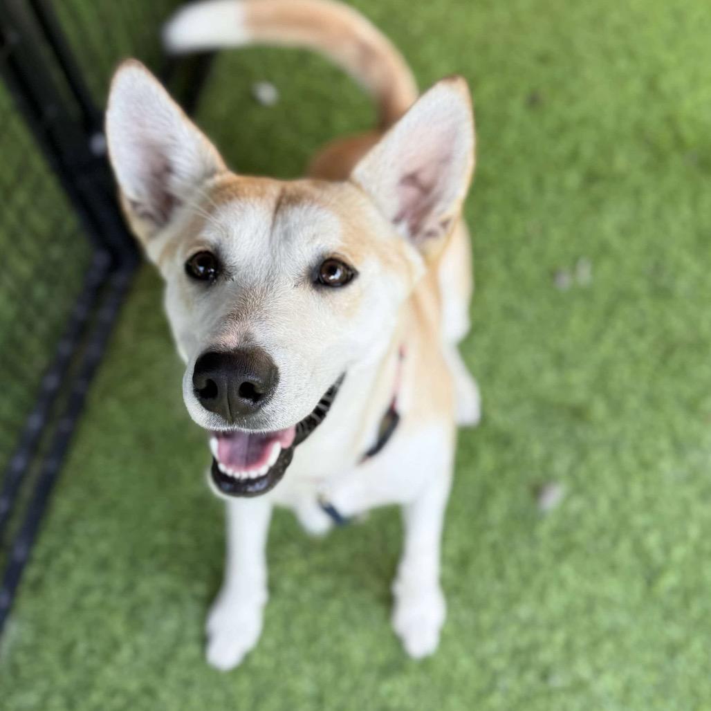 Enlarge Leia, a Adoptable mixed breed in Tampa, FL image 6/6