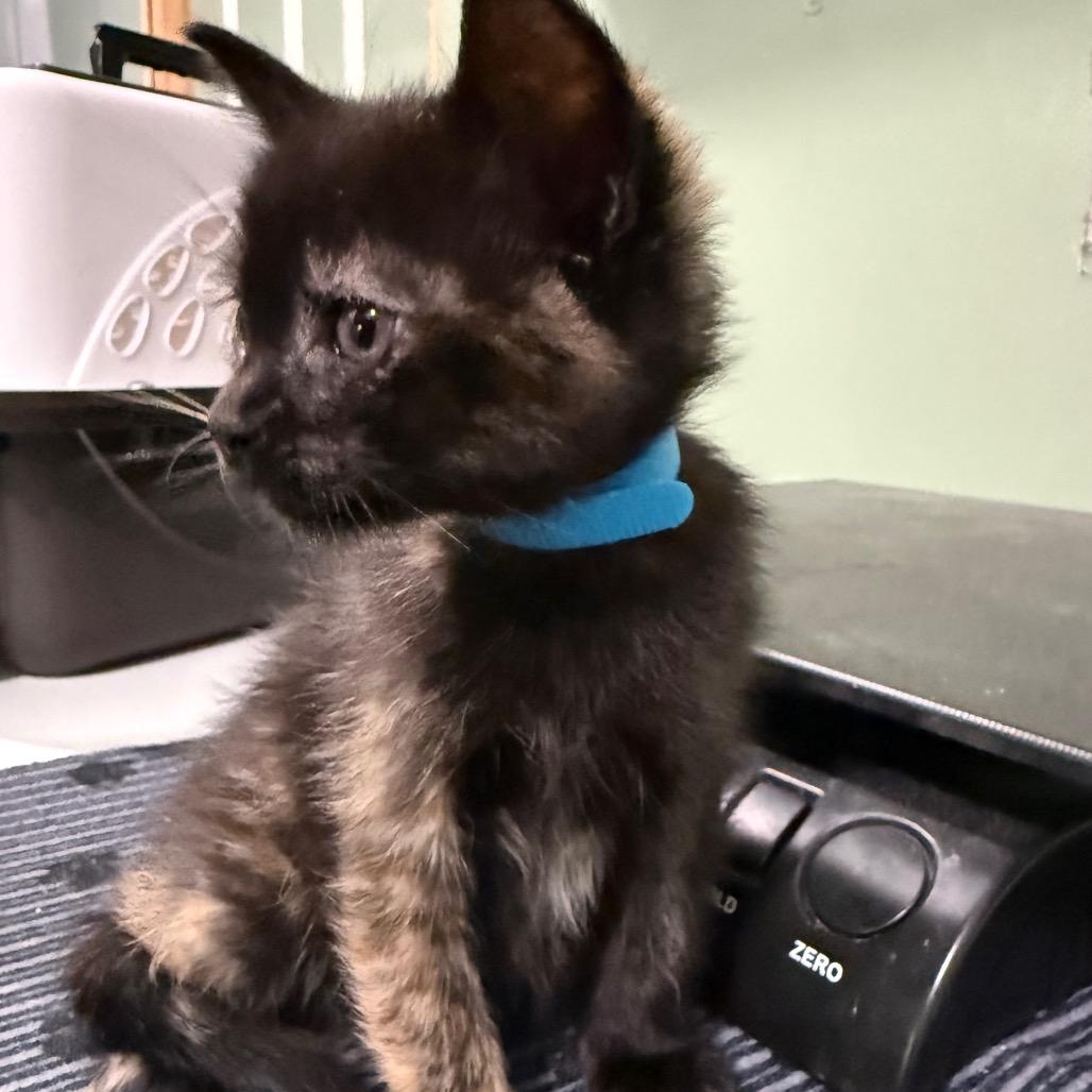 Blue Tortie, Adoptable, Kitten Female Domestic Medium Hair.