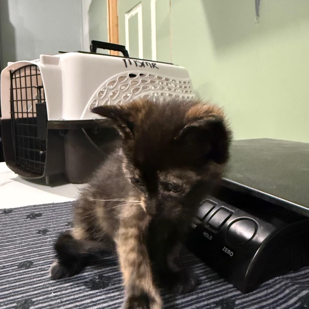 Enlarge Blue Tortie, a Adoptable Domestic Medium Hair in Ferndale, WA image 2/2
