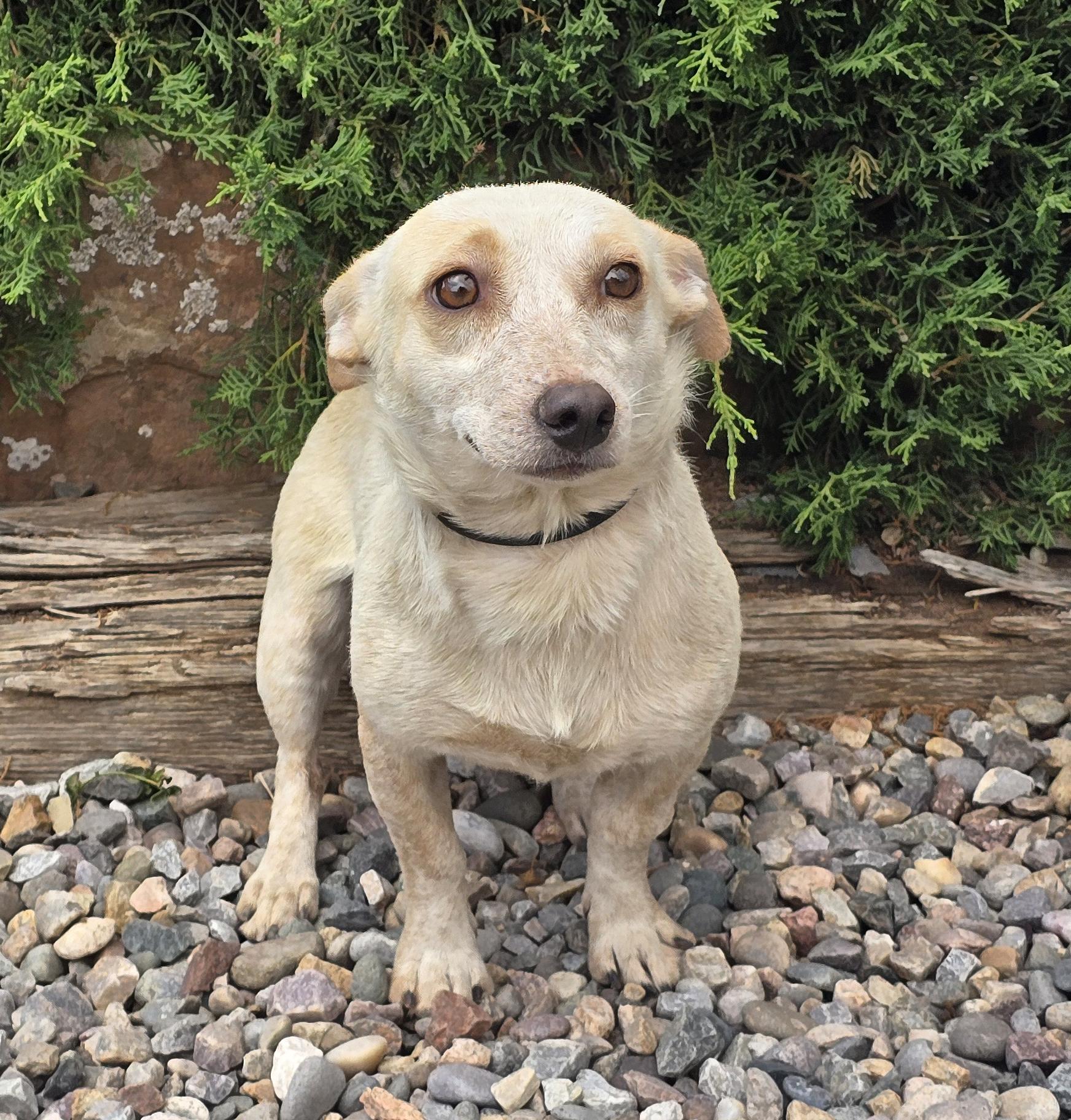 Lover Boy Lando - Delightful Doxie X, adopted, Young Male Dachshund.