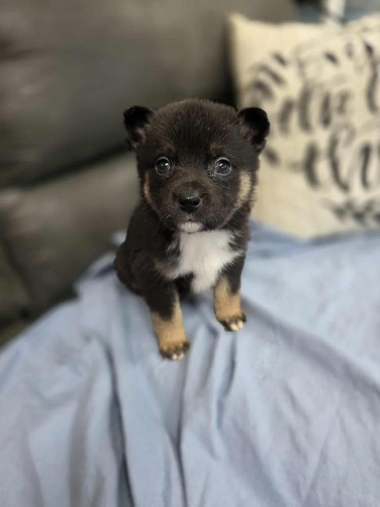 Gareth, Adoptable, Puppy Male Australian Shepherd & Pomeranian.