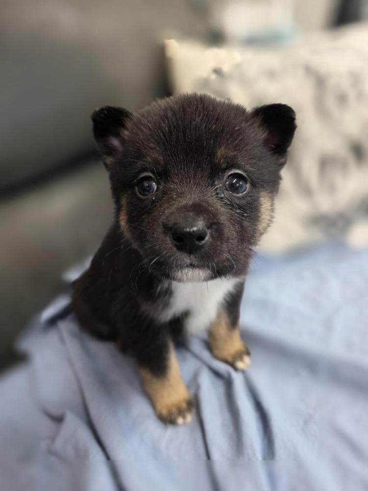 Gareth, a Adoptable mixed breed in Troy, IL image 2/2