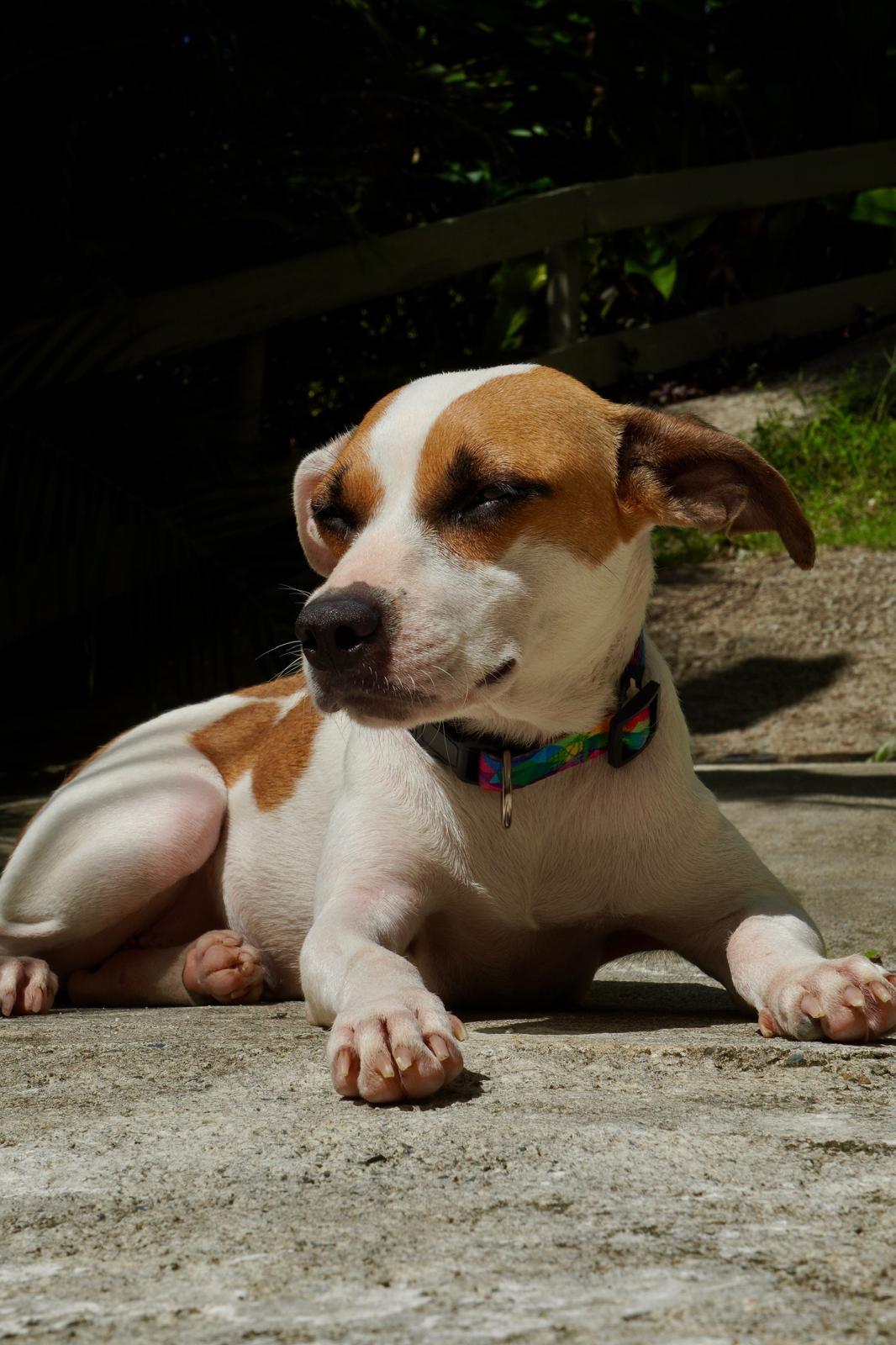 Enlarge Winnie, a ADOPTABLE mixed breed in Glen Rock, NJ image 2/4