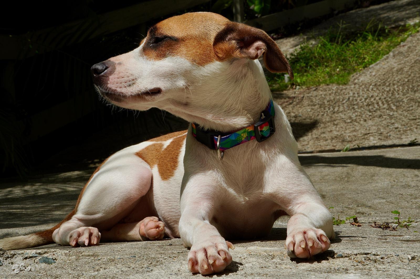 Enlarge Winnie, a ADOPTABLE mixed breed in Glen Rock, NJ image 4/4