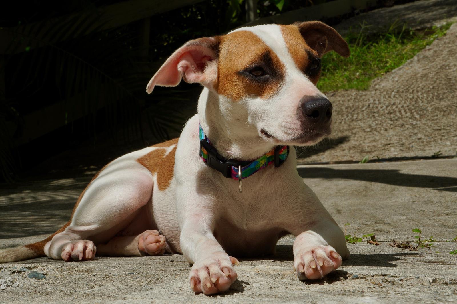 Winnie, ADOPTABLE, Young Female Beagle.