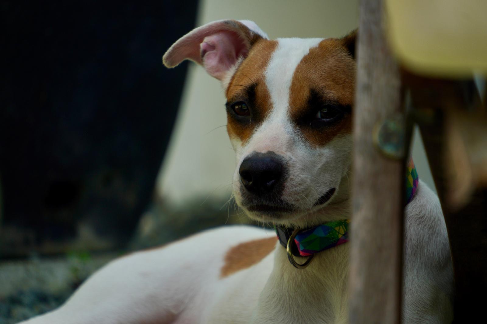 Enlarge Winnie, a ADOPTABLE mixed breed in Glen Rock, NJ image 3/4