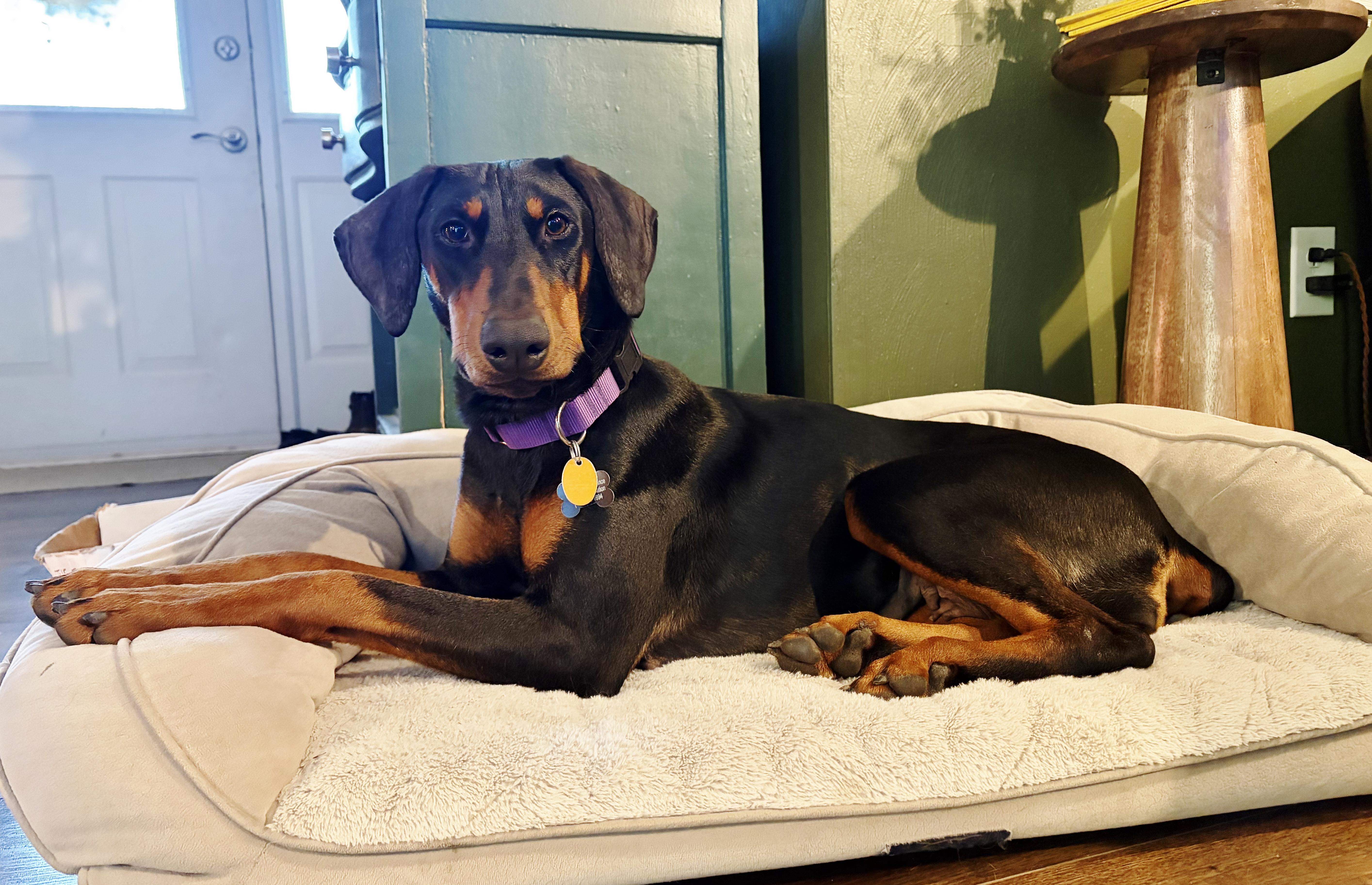 Betty, Adoptable, Young Female Doberman Pinscher.