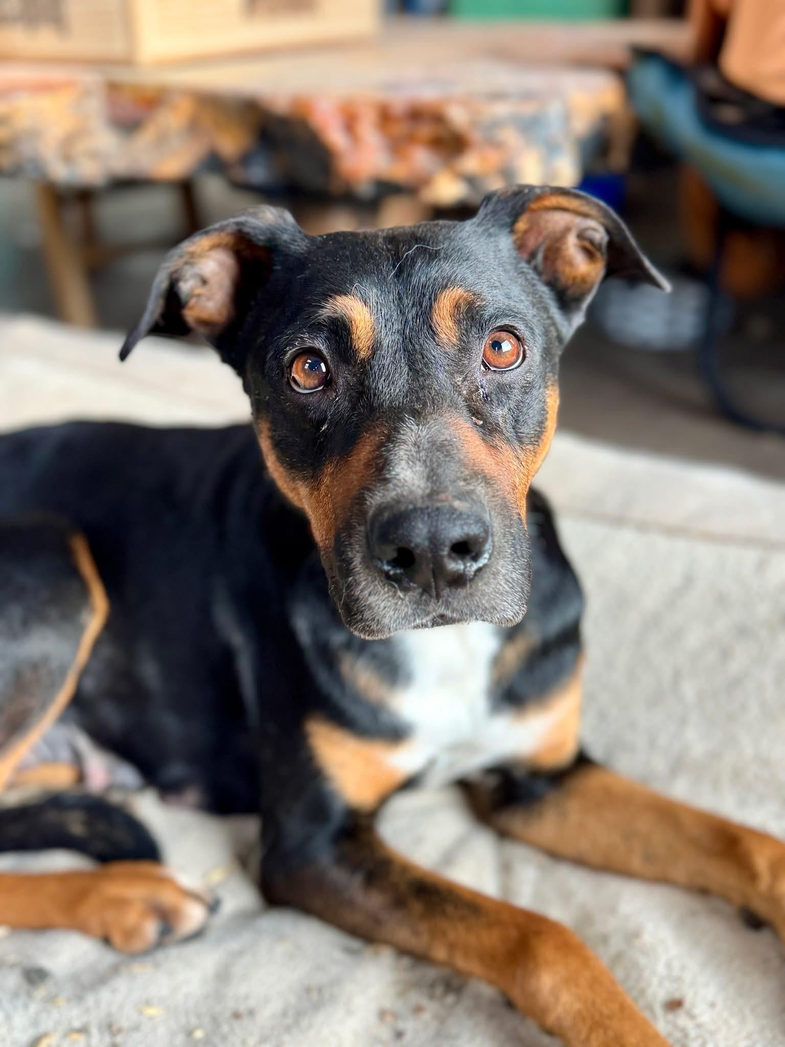 Enlarge Maria, a ADOPTABLE Mixed Breed in Wilsall, MT image 1/1