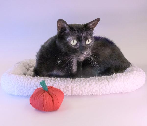 Jupiter, Adoptable, Adult Female Domestic Short Hair.