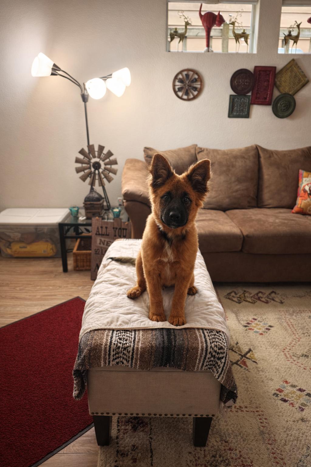 Enlarge Fozzie Fonzie, a ADOPTABLE mixed breed in Lacey, WA image 2/4