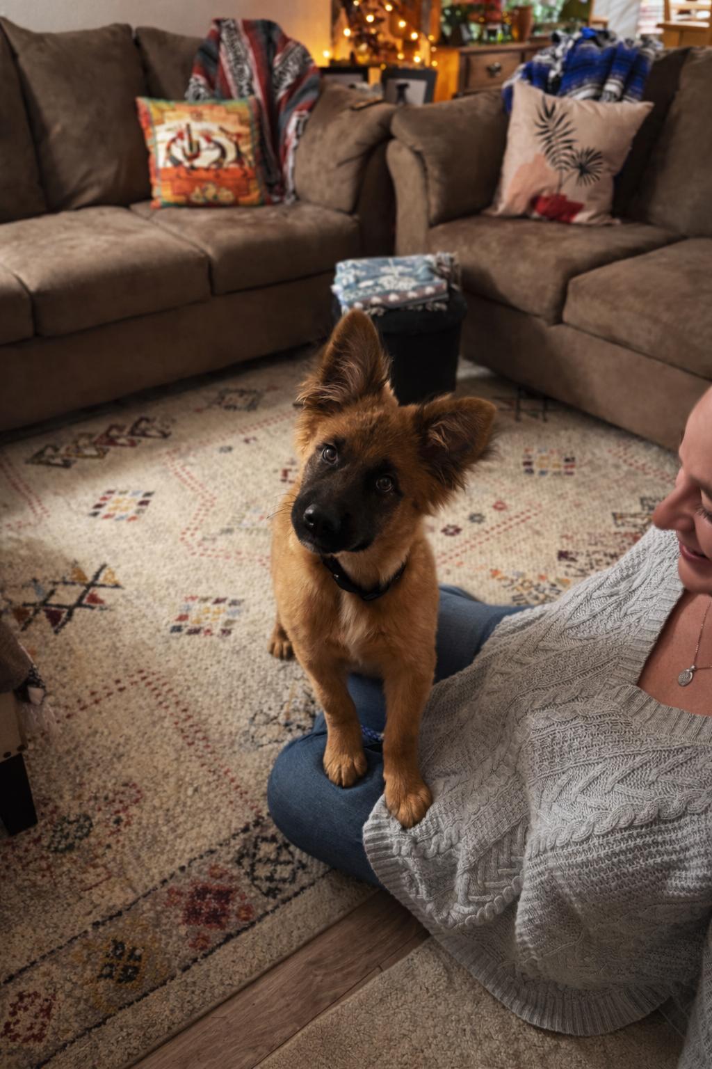 Enlarge Fozzie Fonzie, a ADOPTABLE mixed breed in Lacey, WA image 4/4